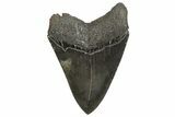Serrated, Fossil Megalodon Tooth - South Carolina #340163-1
